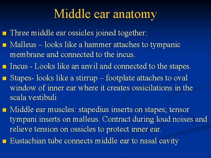 Middle ear anatomy n n n Three middle ear ossicles joined together: Malleus –