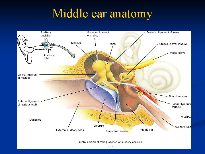 Middle ear anatomy 