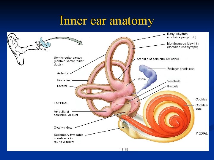 Inner ear anatomy 