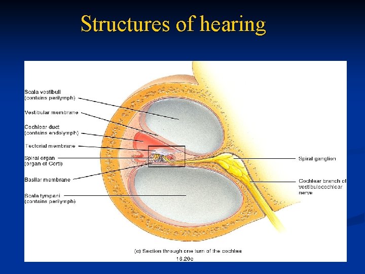 Structures of hearing 
