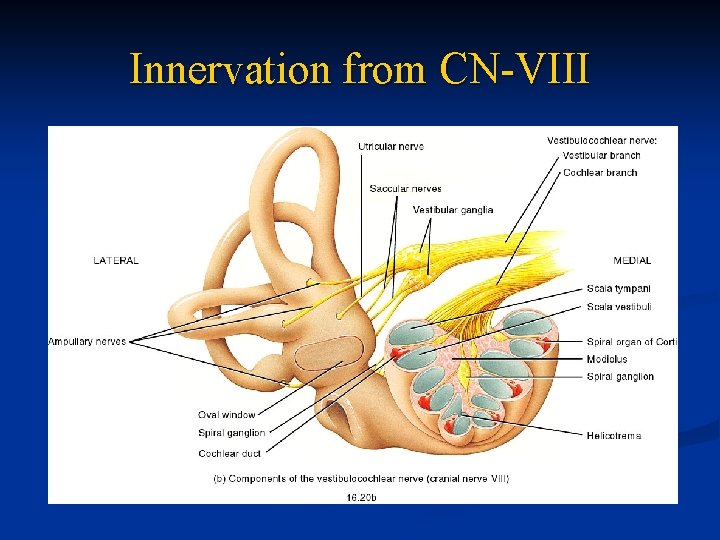 Innervation from CN-VIII 