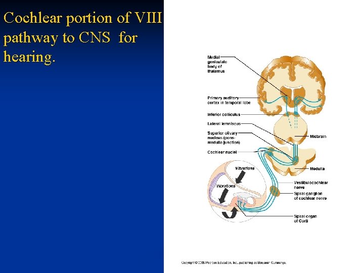 Cochlear portion of VIII pathway to CNS for hearing. 
