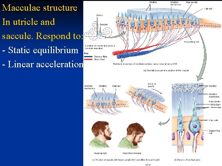 Macculae structure In utricle and saccule. Respond to: - Static equilibrium - Linear acceleration