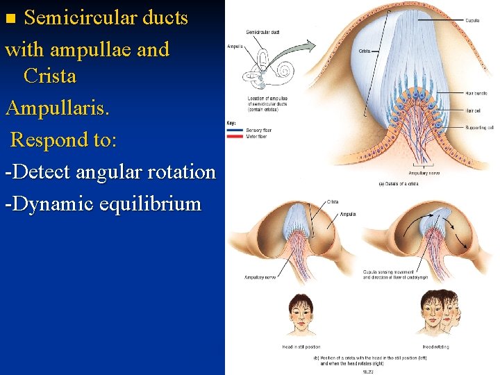 Semicircular ducts with ampullae and Crista Ampullaris. Respond to: -Detect angular rotation -Dynamic equilibrium