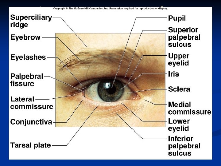 Accessory structures of eye 