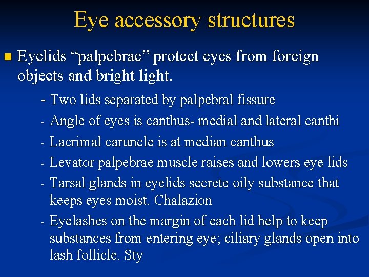 Eye accessory structures n Eyelids “palpebrae” protect eyes from foreign objects and bright light.