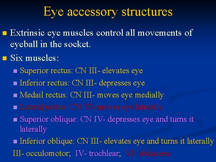 Eye accessory structures Extrinsic eye muscles control all movements of eyeball in the socket.