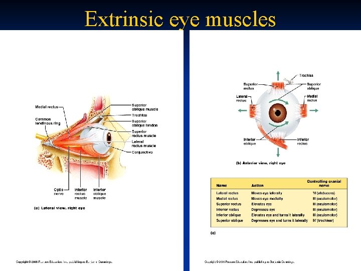 Extrinsic eye muscles 
