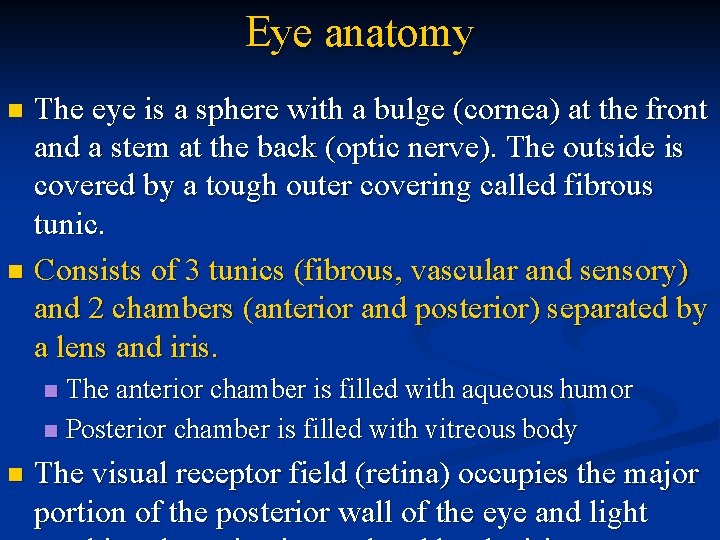 Eye anatomy The eye is a sphere with a bulge (cornea) at the front