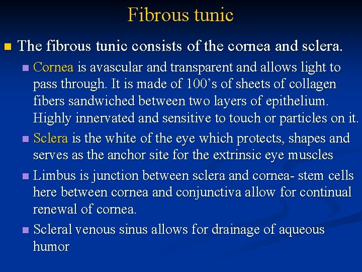 Fibrous tunic n The fibrous tunic consists of the cornea and sclera. Cornea is