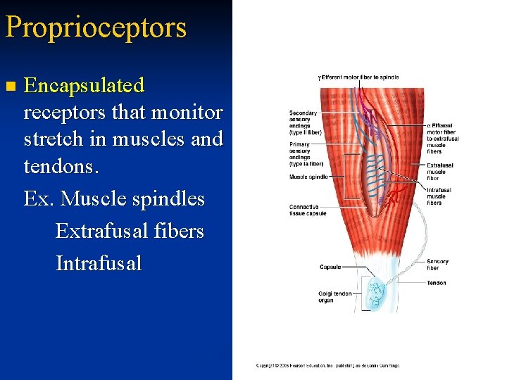 Proprioceptors n Encapsulated receptors that monitor stretch in muscles and tendons. Ex. Muscle spindles