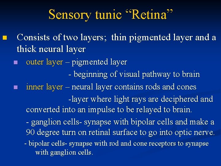 Sensory tunic “Retina” n Consists of two layers; thin pigmented layer and a thick