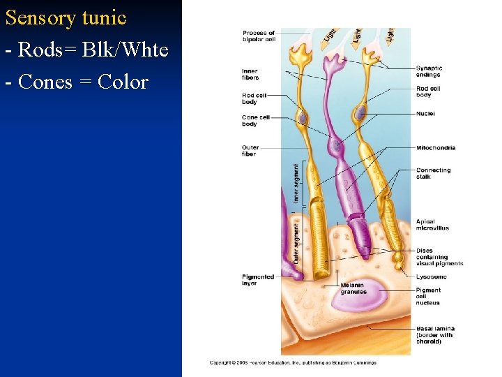 Sensory tunic - Rods= Blk/Whte - Cones = Color 