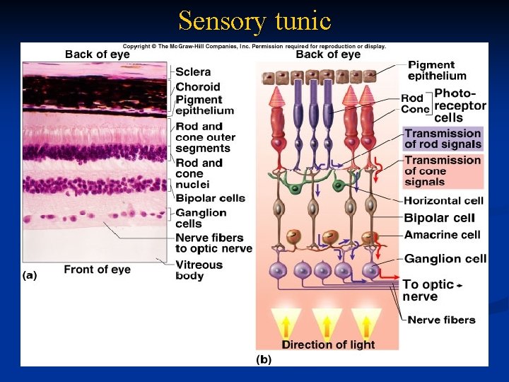 Sensory tunic 