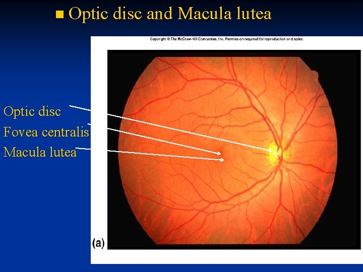 n Optic disc and Macula Optic disc Fovea centralis Macula lutea 