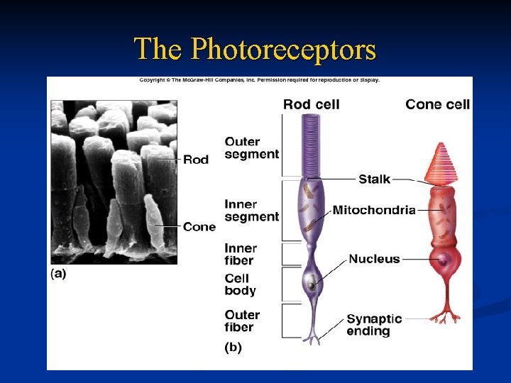 The Photoreceptors 
