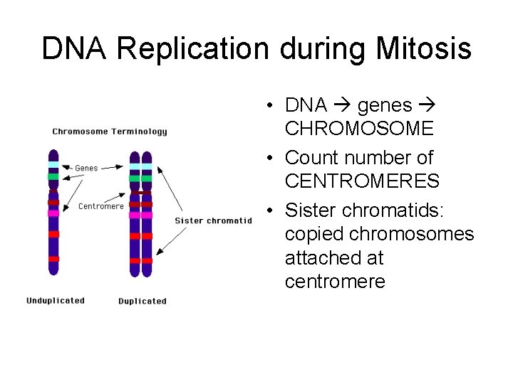 DNA Replication during Mitosis • DNA genes CHROMOSOME • Count number of CENTROMERES •