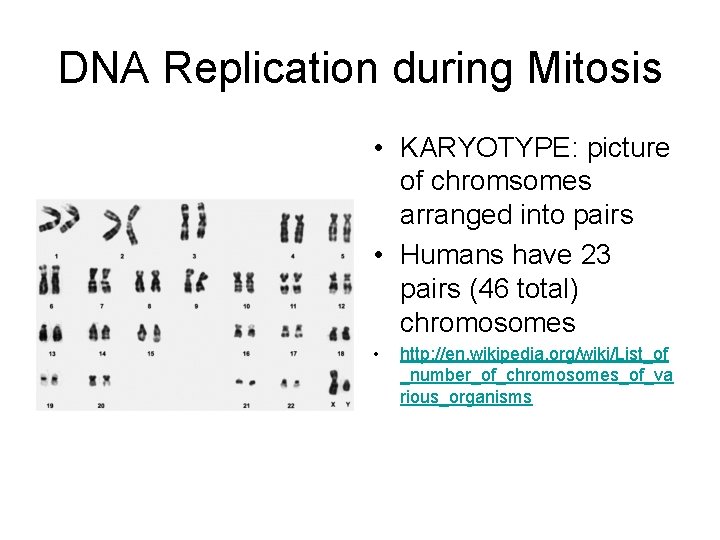 DNA Replication during Mitosis • KARYOTYPE: picture of chromsomes arranged into pairs • Humans
