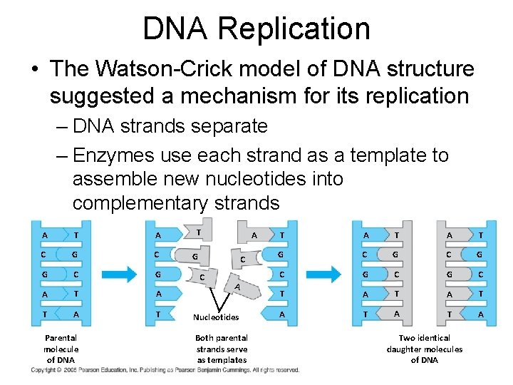 DNA Replication • The Watson-Crick model of DNA structure suggested a mechanism for its