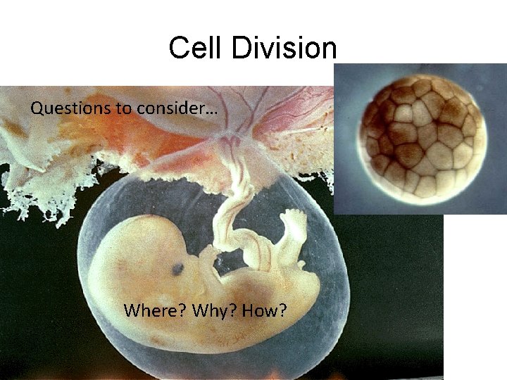 Cell Division Questions to consider… Where? Why? How? 
