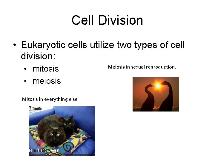 Cell Division • Eukaryotic cells utilize two types of cell division: • mitosis •