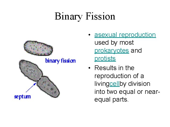 Binary Fission • asexual reproduction used by most prokaryotes and protists • Results in
