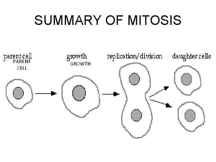 SUMMARY OF MITOSIS PARENT CELL GROWTH 