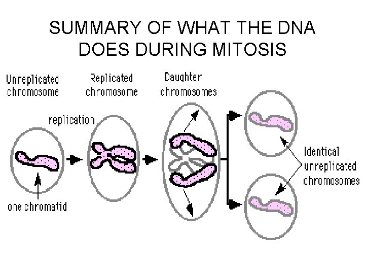 SUMMARY OF WHAT THE DNA DOES DURING MITOSIS 