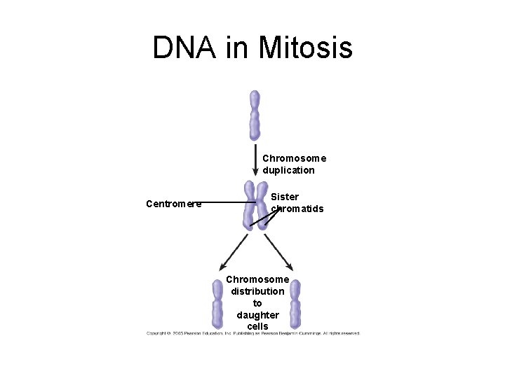 DNA in Mitosis Chromosome duplication Centromere Sister chromatids Chromosome distribution to daughter cells 