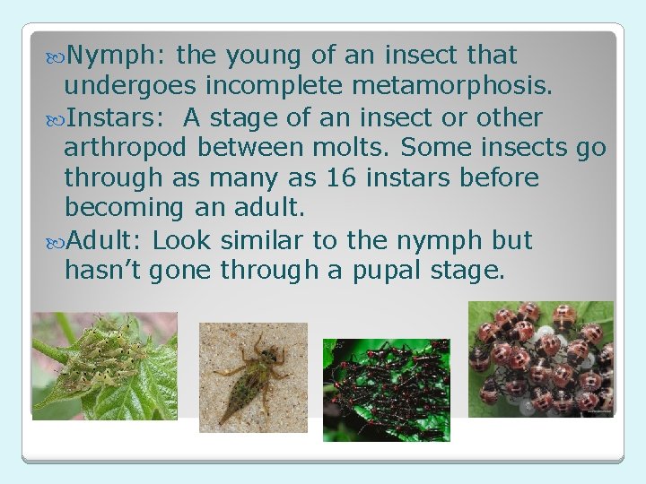  Nymph: the young of an insect that undergoes incomplete metamorphosis. Instars: A stage