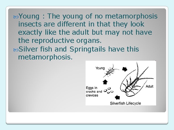  Young : The young of no metamorphosis insects are different in that they