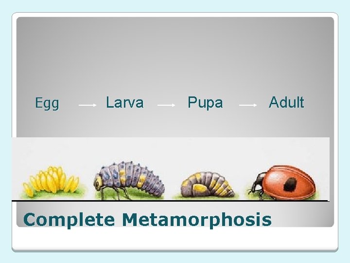  Egg Larva Pupa Adult Complete Metamorphosis 