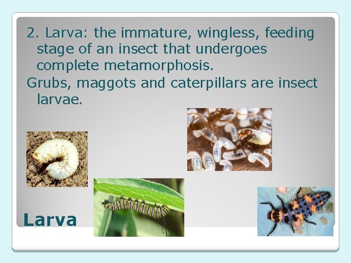 2. Larva: the immature, wingless, feeding 2. Larva: stage of an insect that undergoes