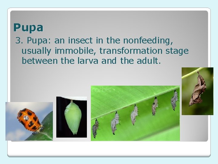 Pupa 3. Pupa: an insect in the nonfeeding, usually immobile, transformation stage between the