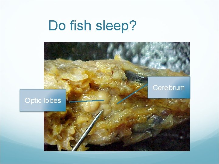 Do fish sleep? Cerebrum Optic lobes Do fish sleep? Cerebrum Optic lobes