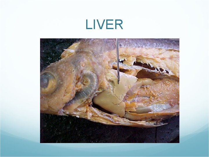 LIVER LIVER