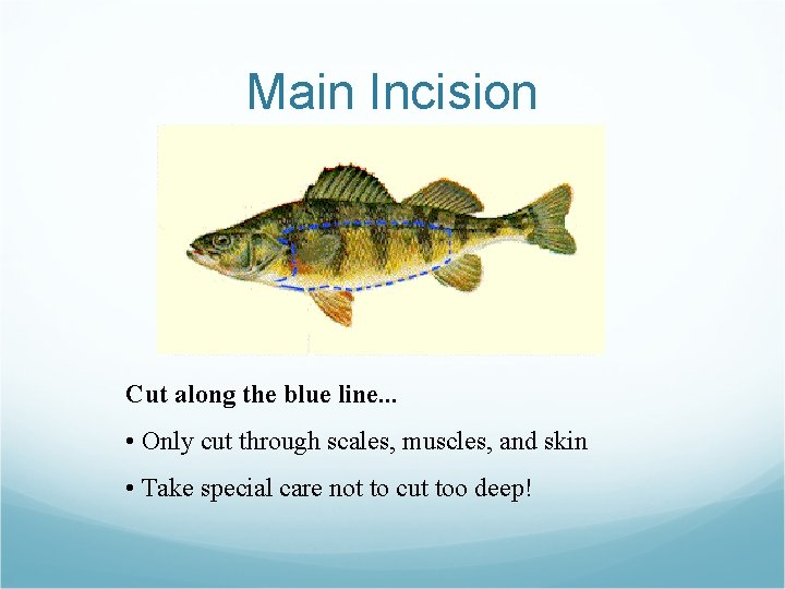 Main Incision Cut along the blue line. . . • Only cut through scales, Main Incision Cut along the blue line. . . • Only cut through scales,
