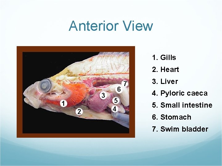 Anterior View 1. Gills 2. Heart 3. Liver 4. Pyloric caeca 5. Small intestine Anterior View 1. Gills 2. Heart 3. Liver 4. Pyloric caeca 5. Small intestine