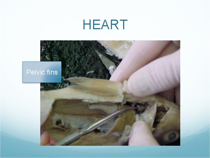 HEART Pelvic fins HEART Pelvic fins