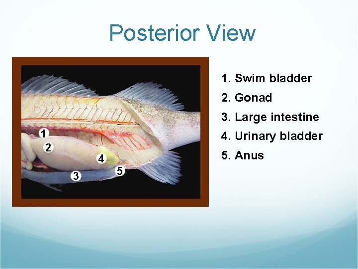 Posterior View 1. Swim bladder 2. Gonad 3. Large intestine 4. Urinary bladder 5. Posterior View 1. Swim bladder 2. Gonad 3. Large intestine 4. Urinary bladder 5.