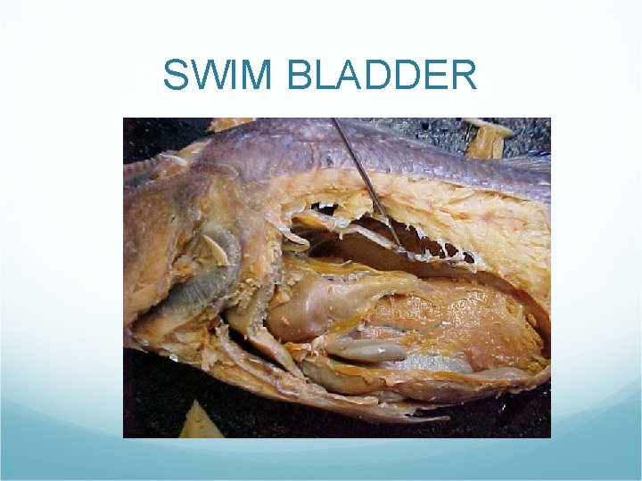 SWIM BLADDER SWIM BLADDER
