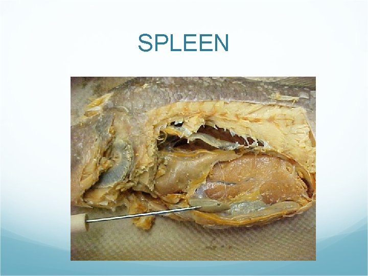 SPLEEN SPLEEN