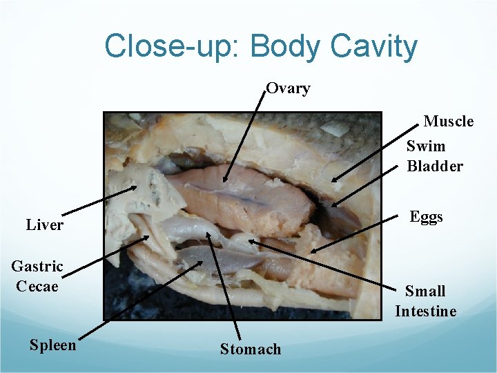 Close-up: Body Cavity Ovary Muscle Swim Bladder Eggs Liver Gastric Cecae Spleen Small Intestine Close-up: Body Cavity Ovary Muscle Swim Bladder Eggs Liver Gastric Cecae Spleen Small Intestine