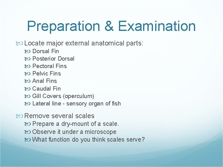 Preparation & Examination Locate major external anatomical parts: Dorsal Fin Posterior Dorsal Pectoral Fins Preparation & Examination Locate major external anatomical parts: Dorsal Fin Posterior Dorsal Pectoral Fins