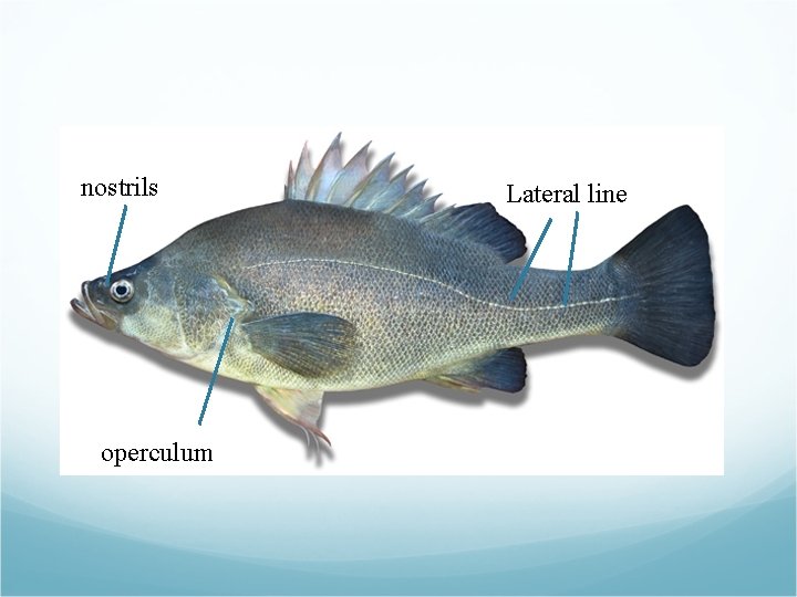 nostrils operculum Lateral line nostrils operculum Lateral line
