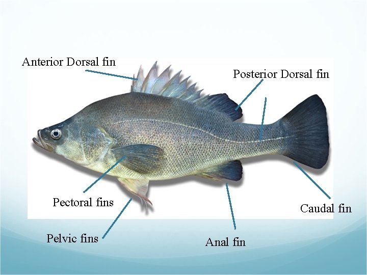 Anterior Dorsal fin Posterior Dorsal fin Pectoral fins Pelvic fins Caudal fin Anal fin Anterior Dorsal fin Posterior Dorsal fin Pectoral fins Pelvic fins Caudal fin Anal fin