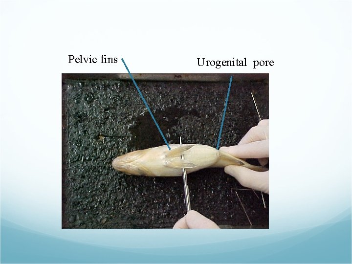 Pelvic fins Urogenital pore Pelvic fins Urogenital pore