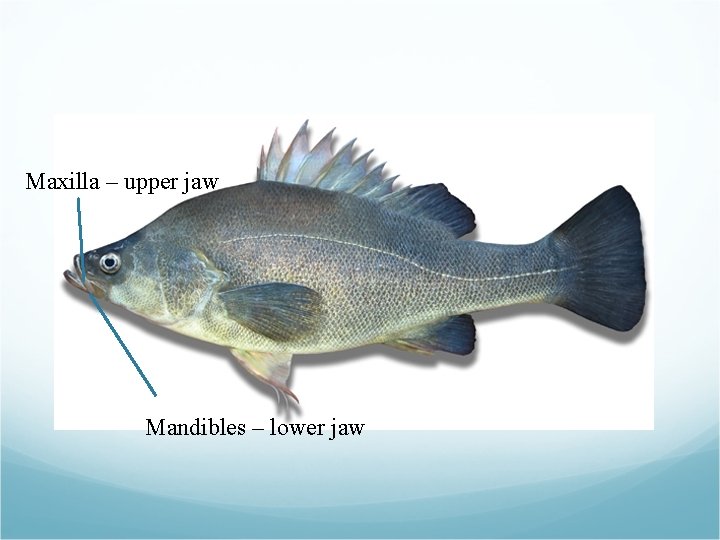 Maxilla – upper jaw Mandibles – lower jaw Maxilla – upper jaw Mandibles – lower jaw