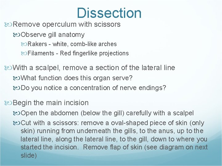 Dissection Remove operculum with scissors Observe gill anatomy Rakers - white, comb-like arches Filaments Dissection Remove operculum with scissors Observe gill anatomy Rakers - white, comb-like arches Filaments