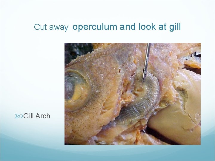 Cut away operculum and look at gill Gill Arch Cut away operculum and look at gill Gill Arch